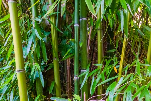 Cost of Bamboo Trimming in Loveland