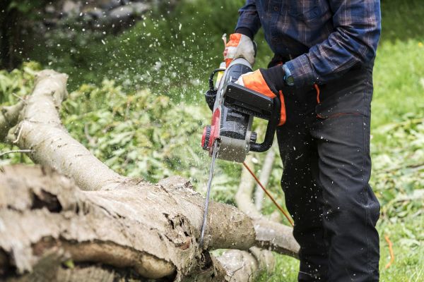 Cost of Branch Removal Service in Loveland