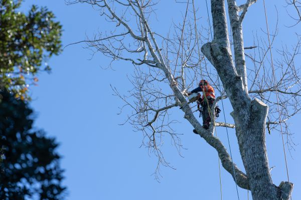 Cost of Tree Topping Service in Loveland