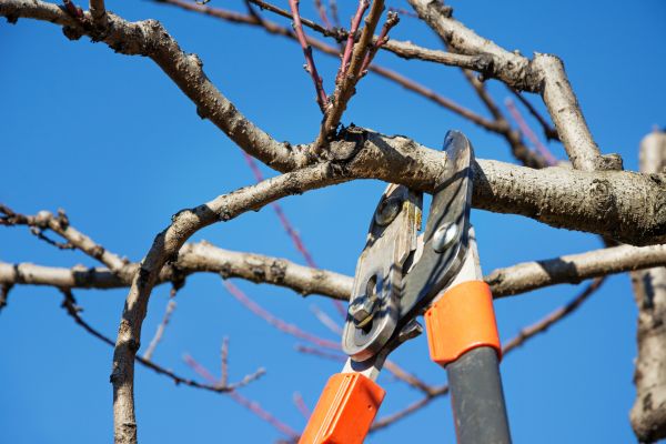 Cost of Tree Shearing in Loveland