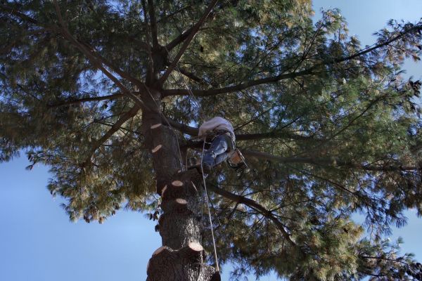 Cost of Trimming Service in Loveland