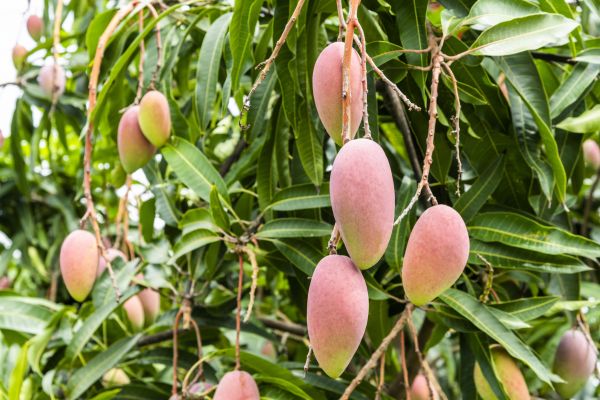 Cost of Mango Tree Trimming in Loveland