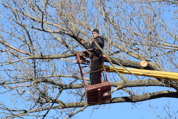 Cost of Emergency Tree Trimming in Loveland