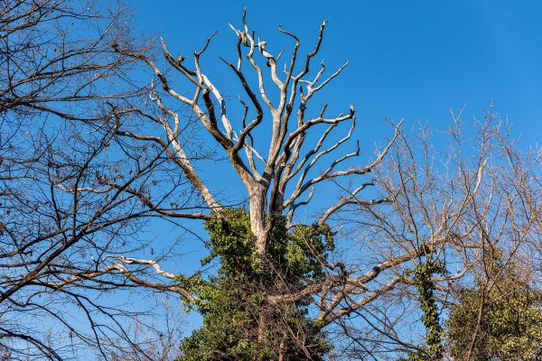 Cost of Deadwood Removal in Loveland