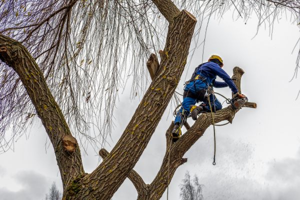 Cost of Tree Maintenance Service in Loveland