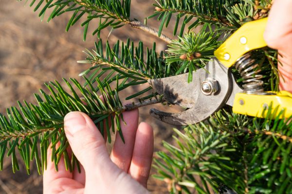 Cost of Pine Tree Pruning in Loveland