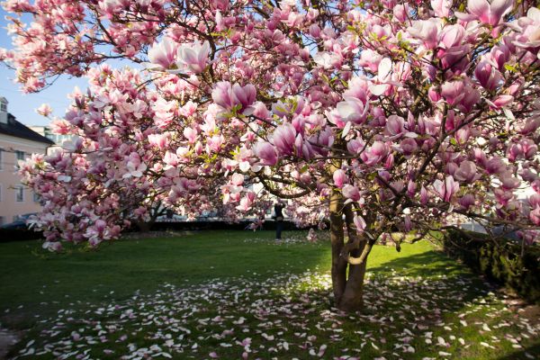 Cost of Magnolia Tree Pruning in Loveland