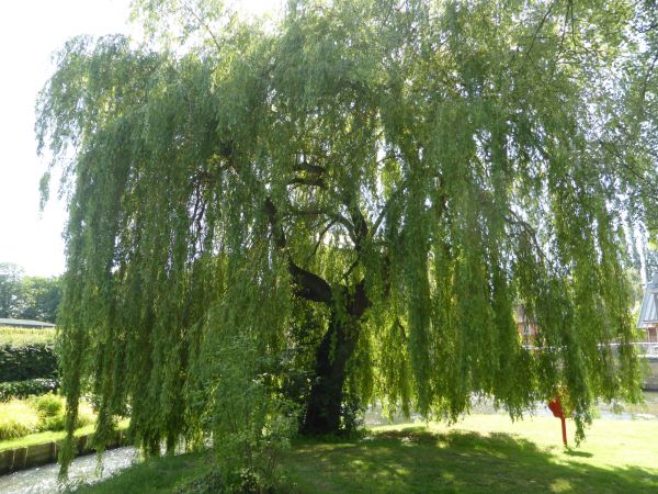 Cost of Willow Tree Trimming in Loveland