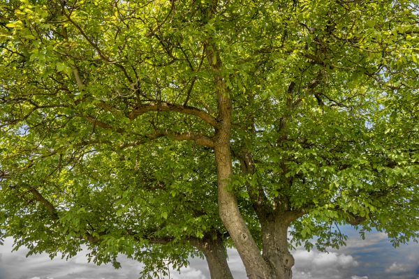 Cost of Walnut Tree Trimming in Loveland