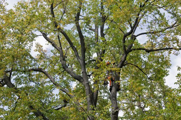 Cost of Tree Crown Shaping in Loveland