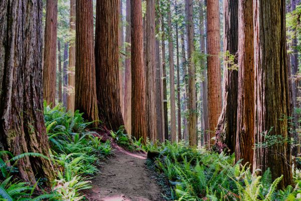 Cost of Redwood Tree Trimming in Loveland