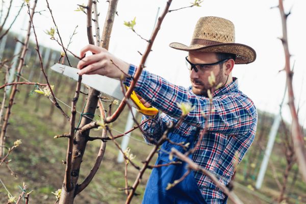 Cost of Orchard Tree Pruning in Loveland