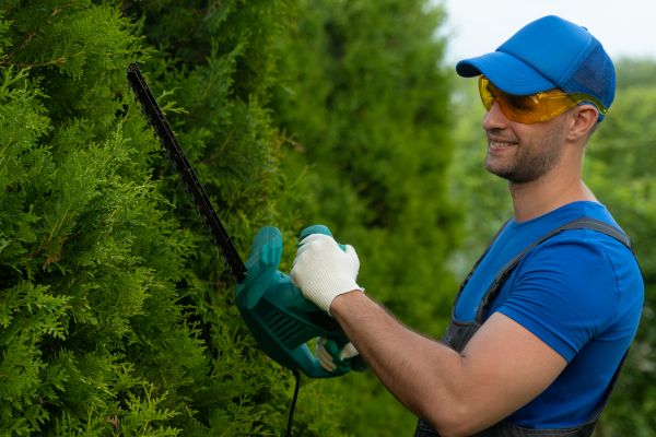 Cost of Tree Shaping Service in Loveland