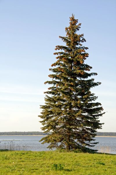 Cost of Spruce Tree Pruning in Loveland