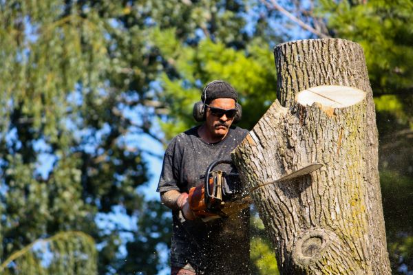 Cost of Ash Tree Pruning in Loveland