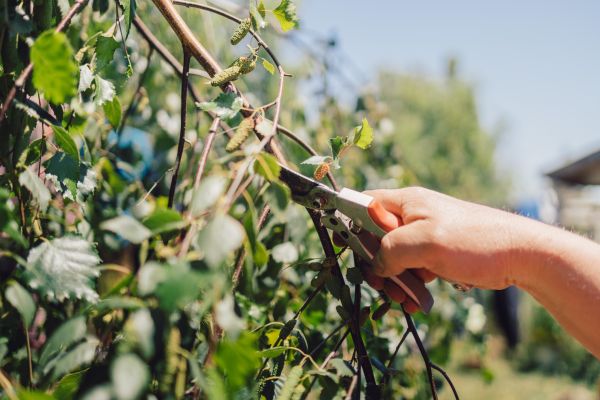 Cost of Birch Tree Pruning in Loveland
