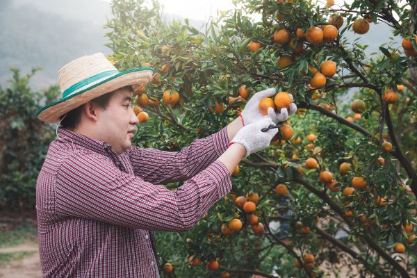 Cost of Orange Tree Pruning in Loveland