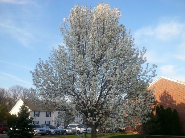 Cost of Bradford Pear Tree Pruning in Loveland