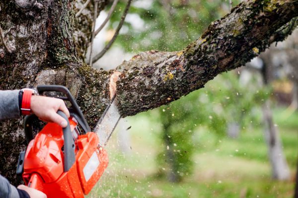 Cost of Branch Cutting Service in Loveland