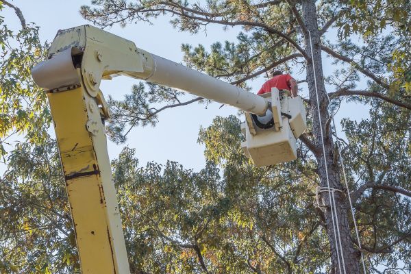Cost of Limbs Trimming in Loveland