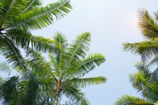 Cost of Queen Palm Tree Trimming in Loveland