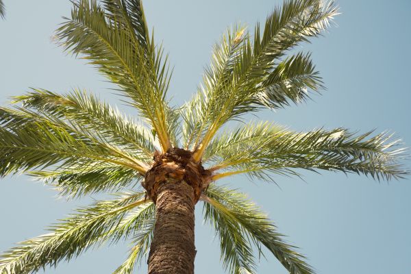 Cost of Queen Palm Pruning in Loveland