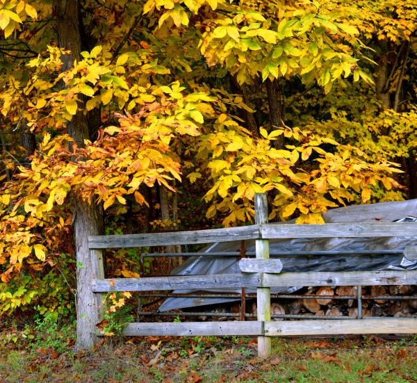 Cost of Hickory Tree Pruning in Loveland