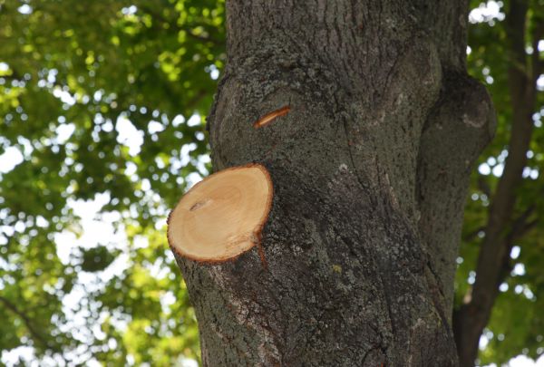 Cost of Limb Cutting in Loveland