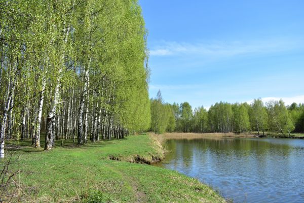 Cost of River Birch Pruning in Loveland