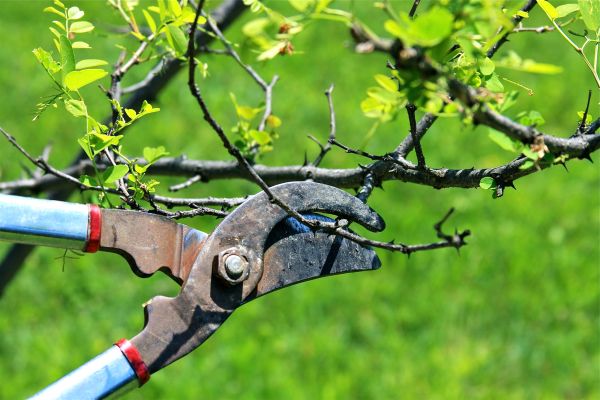 Cost of Branches Pruning in Loveland