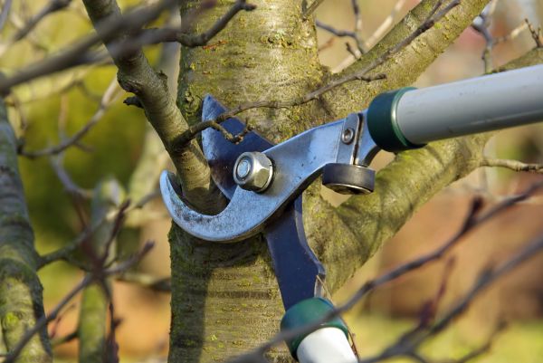 Cost of Tree Limb Trimming Service in Loveland
