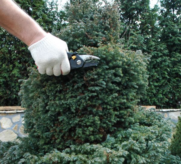 Cost of Ornamental Tree Trimming in Loveland