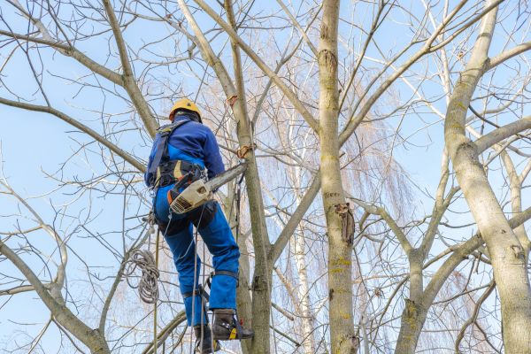 Cost of Large Tree Trimming in Loveland