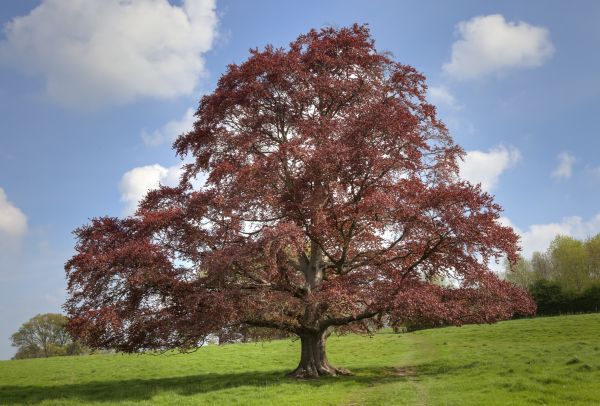 Cost of Beech Tree Pruning in Loveland