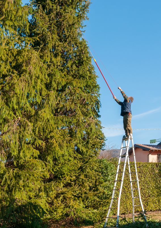 Healthy Tree Canopy